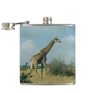 Cantil Giraffe Running