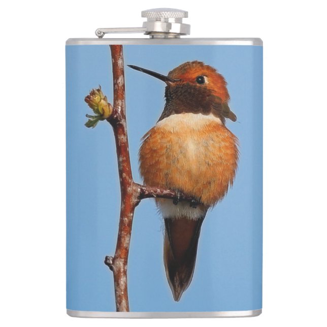 Cantil Homem Rufo Hummingbird em destaque (Frente)