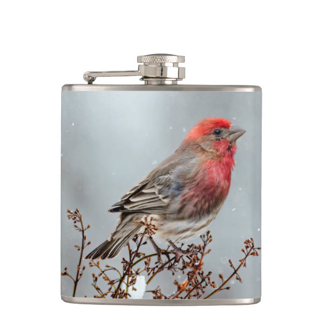 Cantil House Finch in Snow - Foto original (Frente)
