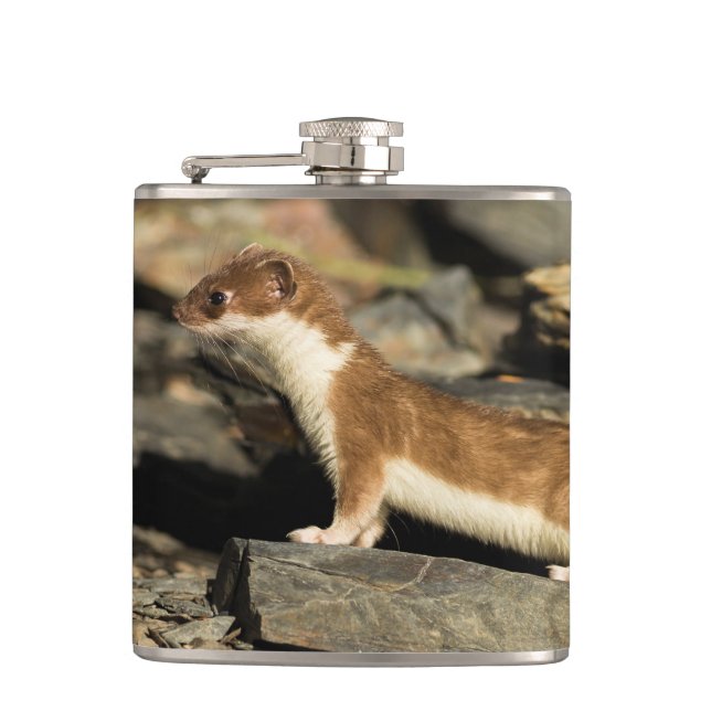 Cantil Hunting Weasel (Frente)