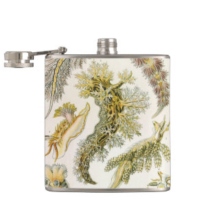 Cantil Lesmas Marinhas por Ernst Haeckel, Nudibrânquia Vi