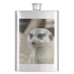 Cantil Meerkat