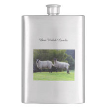 Melhores Cordeiros Galeses.