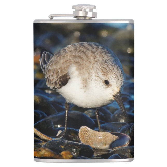 Cantil Sanderling Cute Sandpiper Shorebird Dines em Clam (Frente)