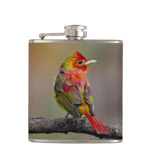 Cantil Scarlet Tanager Molting - Fotografia original
