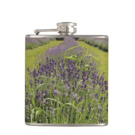 Cantil Seafoam Lavender Farm