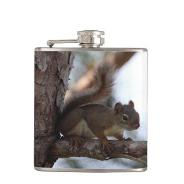 Cantil Squirrel in a Pine Tree