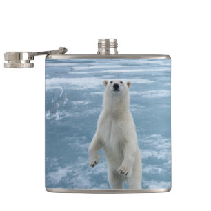 Cantil Urso polar