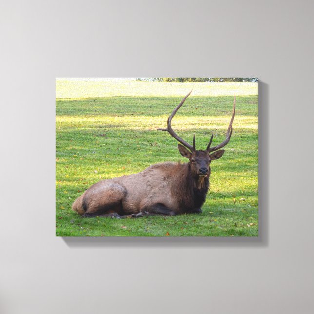 Canvas (Frente)