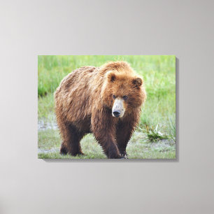 Canvas 24x18 de urso pardo