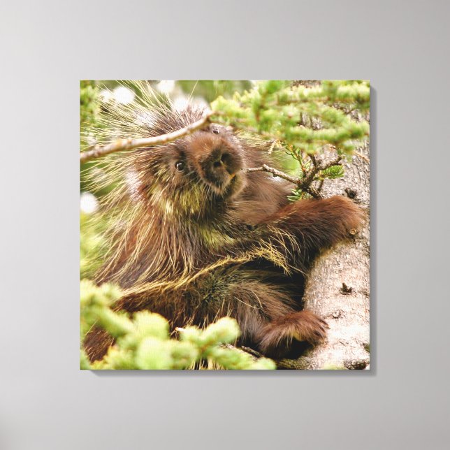 canvas 24x24 (Brilho) com porcupina (Frente)