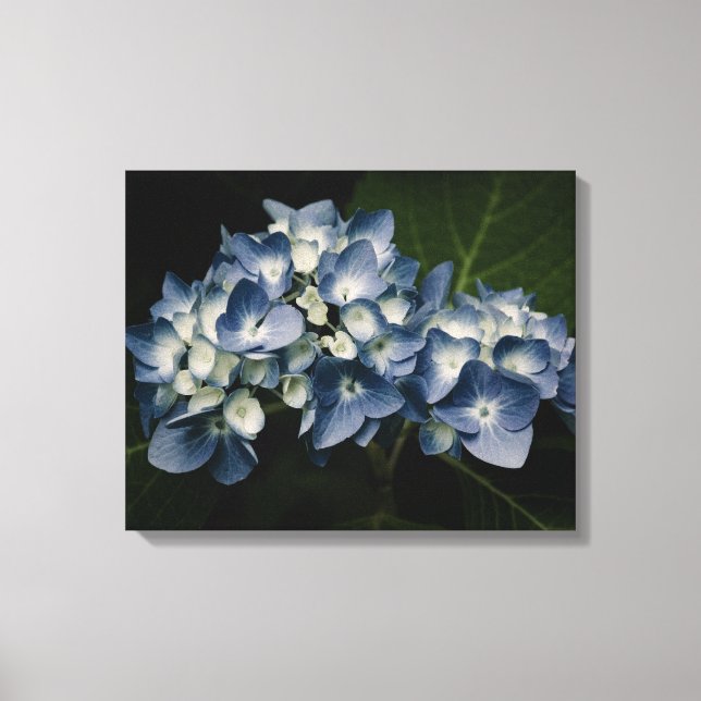Canvas 8514 Blue Hydrangea (Frente)