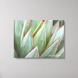 Canvas Agave 'Blue Glow' de Debra Lee Baldwin