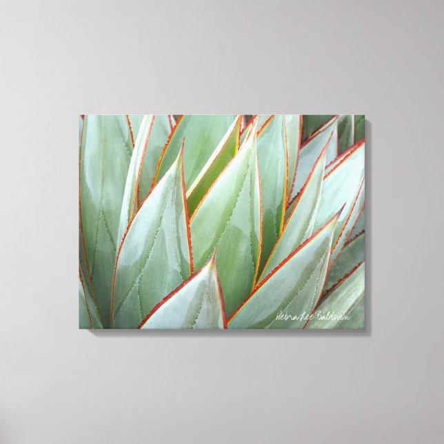 Canvas Agave 'Blue Glow' de Debra Lee Baldwin (Frente)