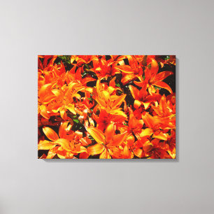 Canvas alaranjadas da flor do lírio do fogo