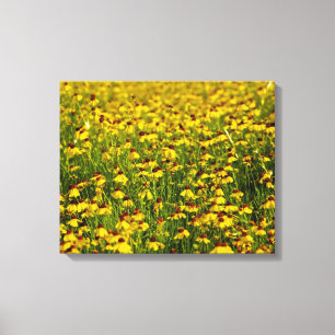 Canvas amarelas da foto dos Wildflowers do campo