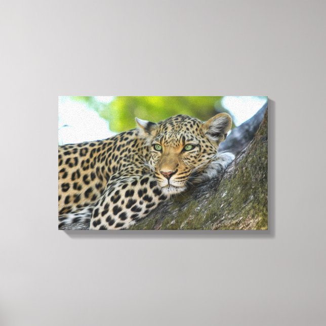 Canvas Art-Leopard (Frente)
