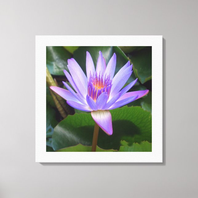 Canvas Art-Lotus Flower (Frente)