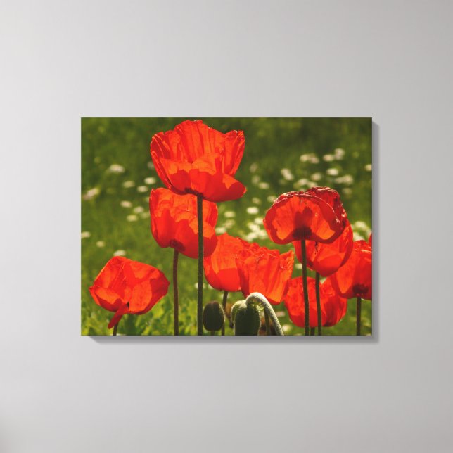 Canvas Art-Poppies (Frente)