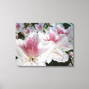 Canvas Arte Decorativa Cor-de-rosa Branco Azalea F