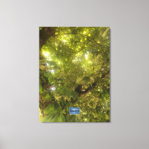 Canvas (Árvore Verde Sol 1) SDCs ©️ 2021/24