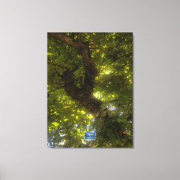 Canvas (Árvore Verde Sun 2) SDCs ©️ 2021/24