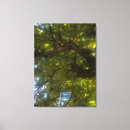 Canvas (Árvore Verde Sun 3) SDCs ©️ 2021/24