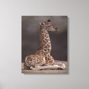 Canvas Baby Giraffe