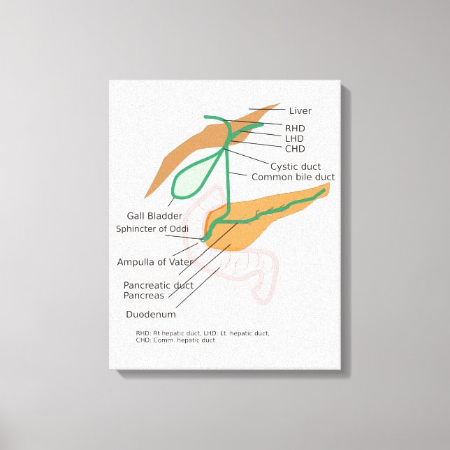Canvas Biliary System Diagram Gall Bladder Gráfico (Frente)
