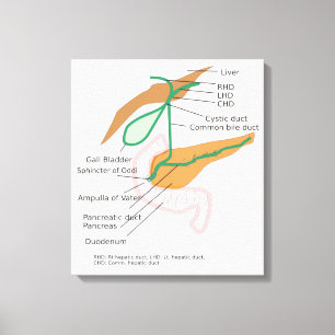 Canvas Biliary System Diagram Gall Bladder Gráfico