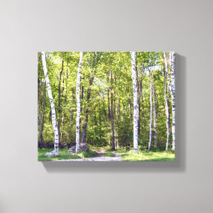 Canvas Birch Tree Woods