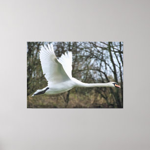 Canvas bonitas da cisne em vôo