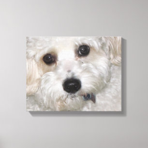 Canvas Chase Cavachon Molhada