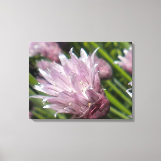 Canvas Chive Blossom (Frente)