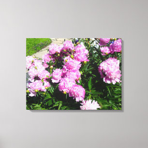 Canvas cor-de-rosa brancas da flor da peônia