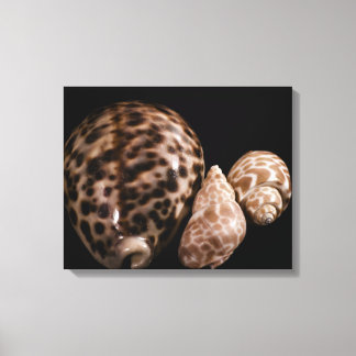 Canvas Cowrie Cones