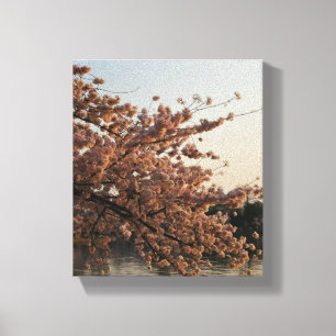 Canvas da árvore da flor de cerejeira