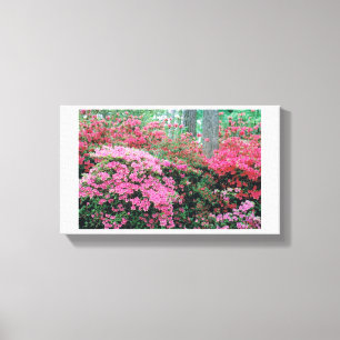 Canvas da azálea
