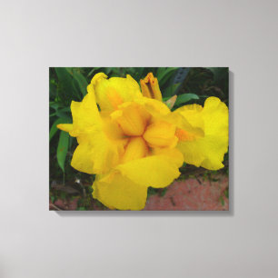 Canvas da flor da íris amarela