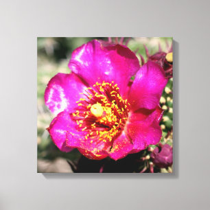 canvas da flor do cacto