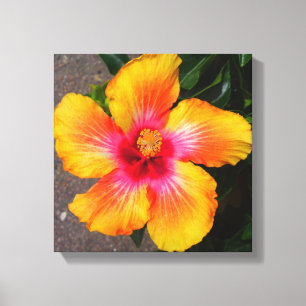 Canvas da flor do fogo