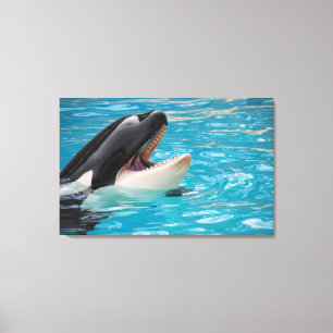 Canvas da orca