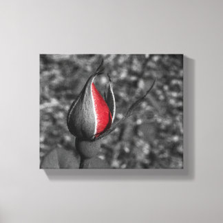 Canvas da tampa da rosa vermelha