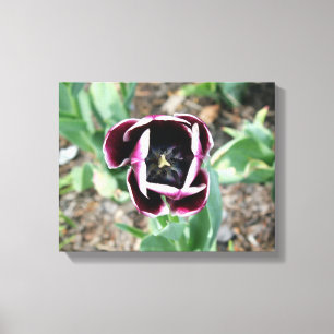 Canvas da tulipa
