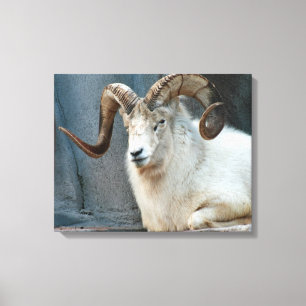 Canvas Dall Sheep