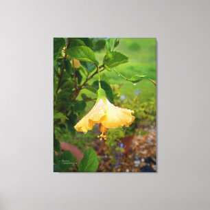 Canvas de água de orvalho do Hibiscus