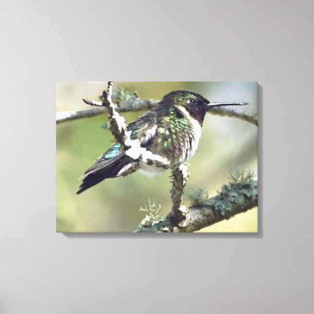 Canvas de arte da parede de Hummingbird (Frente)