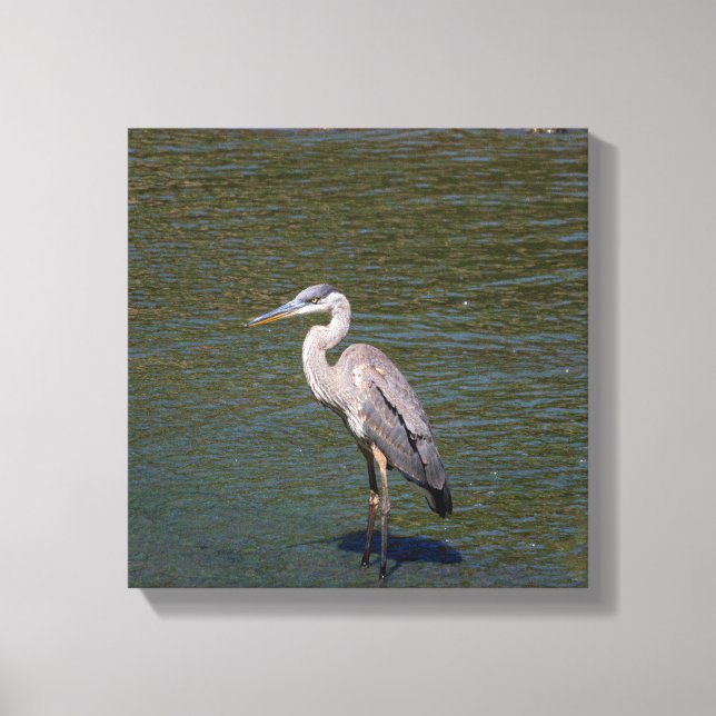 Canvas de aves (Frente)