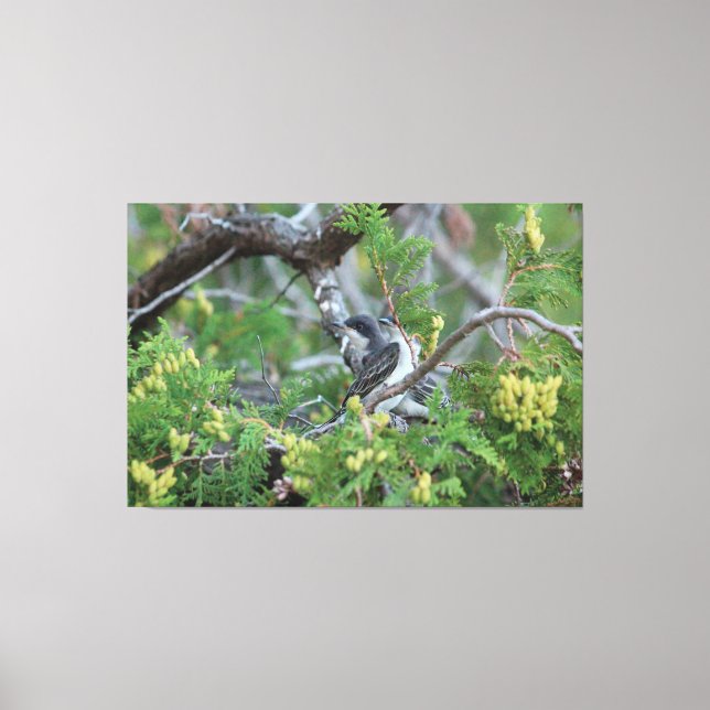 Canvas de aves de Cinza grande (Frente)