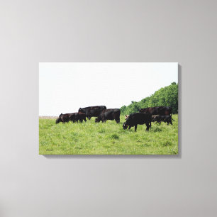 Canvas de Bovinos Black Angus